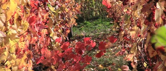 feuillage du pinot noir en automne 